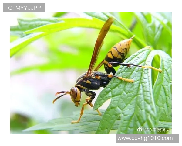 黄蜂积极构建独特体系Windhorst称其决策明智且具前瞻性 黄蜂积极构建独特体系Windhorst称其决策明智且具前瞻性